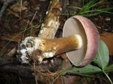 Tylopilus rubrobrunneus image