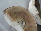Tylopilus rubrobrunneus image