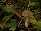 Entoloma sordidulum image
