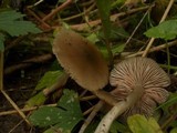 Entoloma sordidulum image