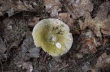 Russula variata image