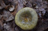 Russula variata image