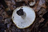 Russula variata image
