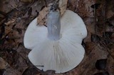 Russula variata image