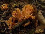 Ramaria formosa image