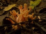 Ramaria formosa image