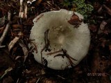 Russula aeruginea image