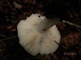 Russula aeruginea image