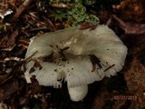 Russula aeruginea image
