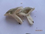 Russula aeruginea image