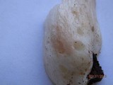Russula aeruginea image