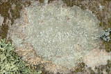 Pertusaria amara f. amara image