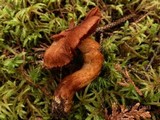 Cortinarius cinnabarinus image