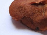 Cortinarius cinnabarinus image