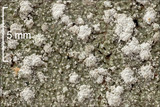 Pertusaria amara f. amara image