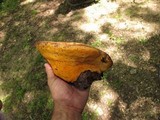 Hapalopilus croceus image