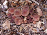 Gymnopilus luteofolius image