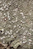 Pertusaria amara f. amara image