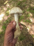 Amanita ravenelii image