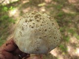 Amanita ravenelii image