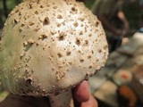 Amanita ravenelii image