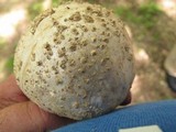 Amanita ravenelii image