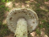 Amanita ravenelii image