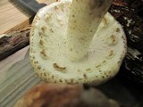 Amanita ravenelii image