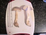 Amanita ravenelii image