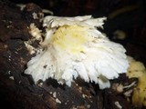 Trametes membranacea image