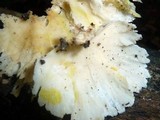 Trametes membranacea image