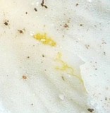 Trametes membranacea image