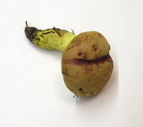 Pulveroboletus ravenelii image