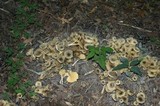 Chrysomphalina strombodes image