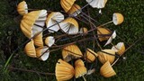 Marasmius fulvoferrugineus image