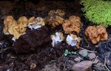 Gyromitra montana image