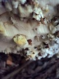 Neoantrodia serialis image