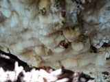 Neoantrodia serialis image