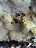 Neoantrodia serialis image