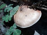 Pluteus petasatus image