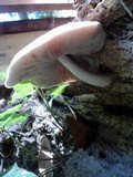 Pluteus petasatus image