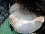 Pluteus petasatus image