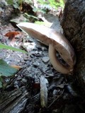Pluteus petasatus image