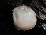 Pluteus petasatus image