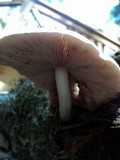 Pluteus petasatus image