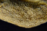 Pycnoporellus fulgens image