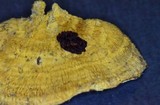 Pycnoporellus fulgens image