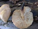 Gymnopus dichrous image