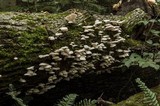Pleurotus pulmonarius image