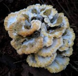 Thelephora vialis image